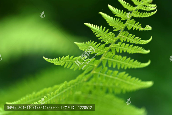 美麗的一個綠色的蕨類植物