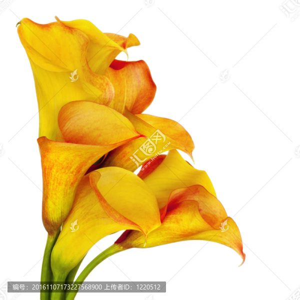 Yellow,Calla百合花