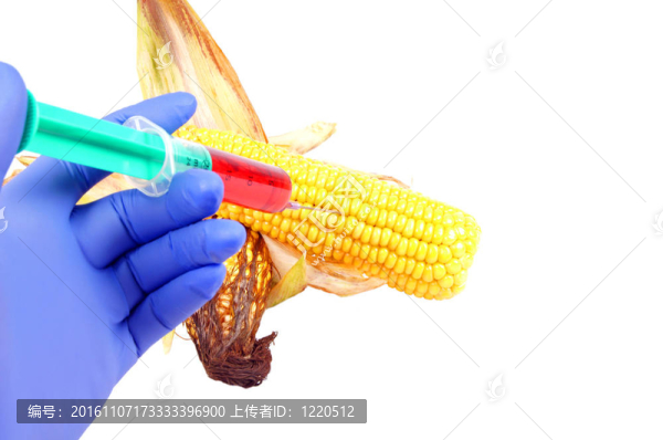 轉(zhuǎn)基因玉米