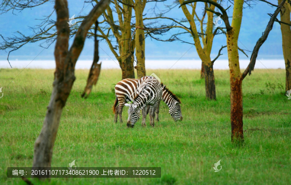 野斑馬