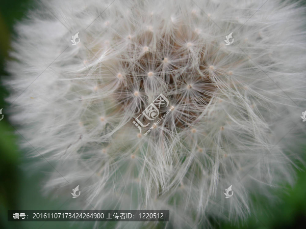 蒲公英的種子