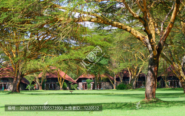 在非洲的一個樹林里的旅游勝地