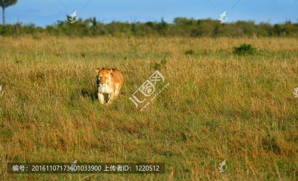 非洲野生獅子