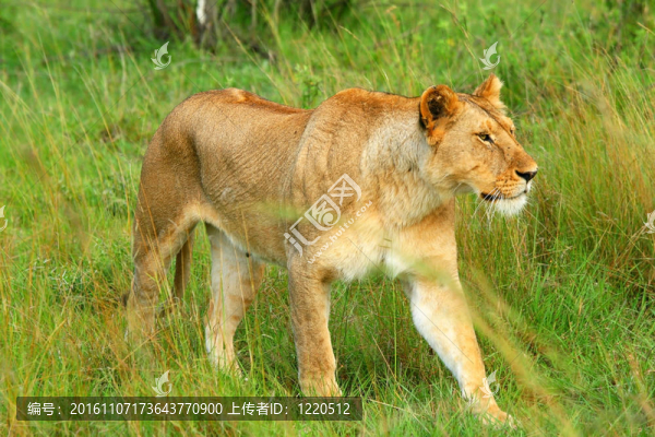非洲野生獅子