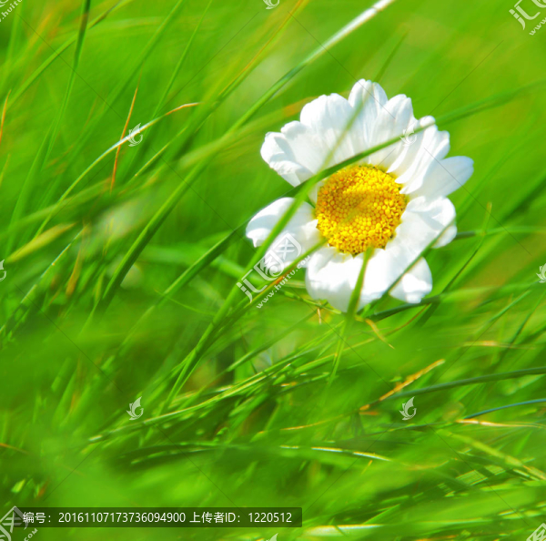 摘要菊花背景