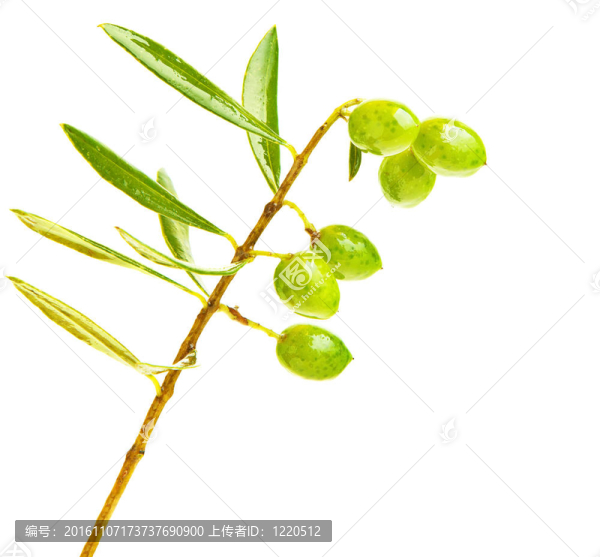 鮮綠橄欖枝
