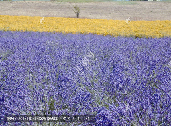 薰衣草-匯圖網(wǎng) www.fosd68.com 薰衣草