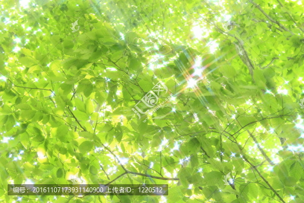 山毛櫸林