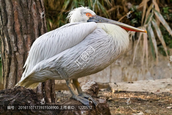 鵜鶘