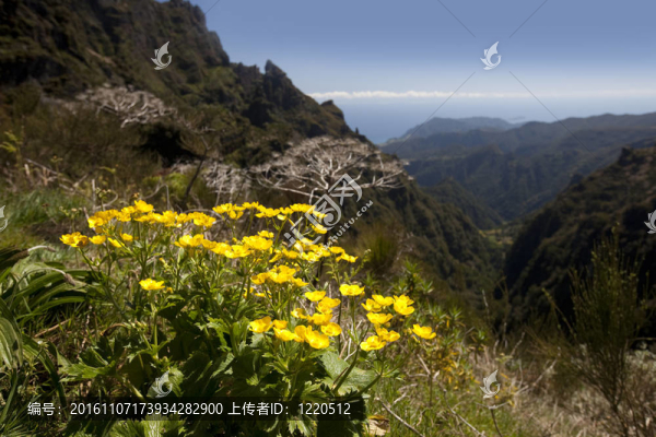 山上的風(fēng)景與馬德拉一朵花