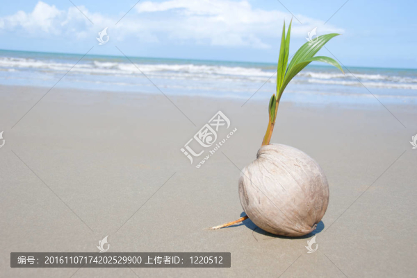 生長(zhǎng)在空曠的熱帶海灘上的椰子樹
