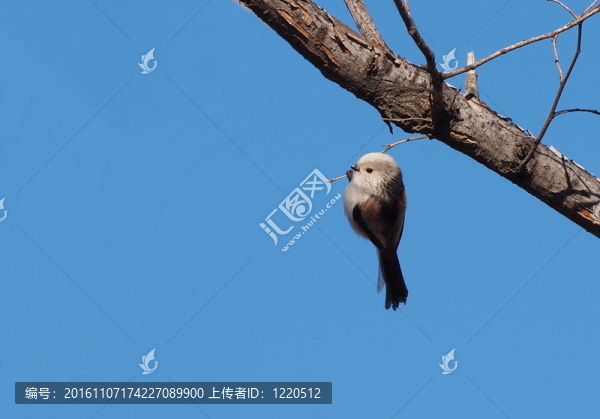 長尾雀；北方形態(tài)