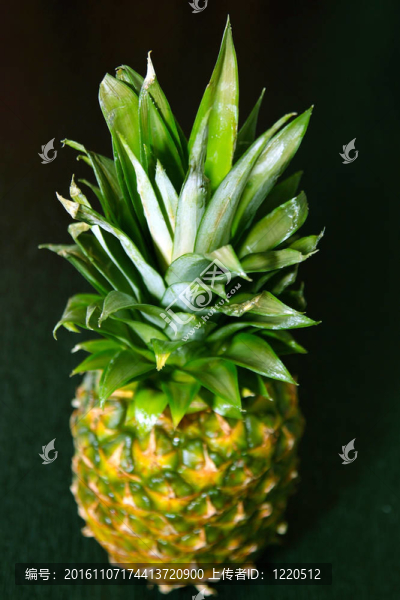 菠蘿