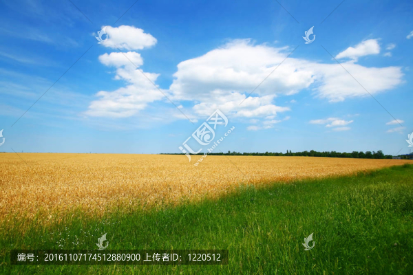 小麥田