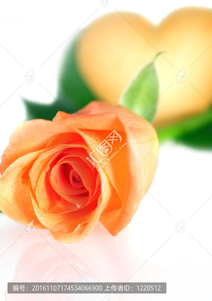 Pink,Rose與心