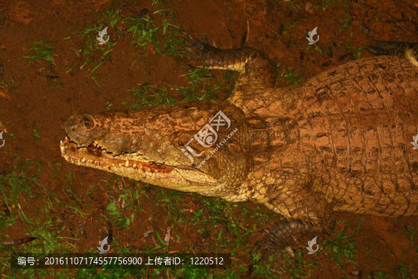 鱷魚