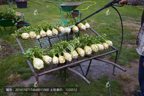 芹菜蔬菜農(nóng)業(yè)