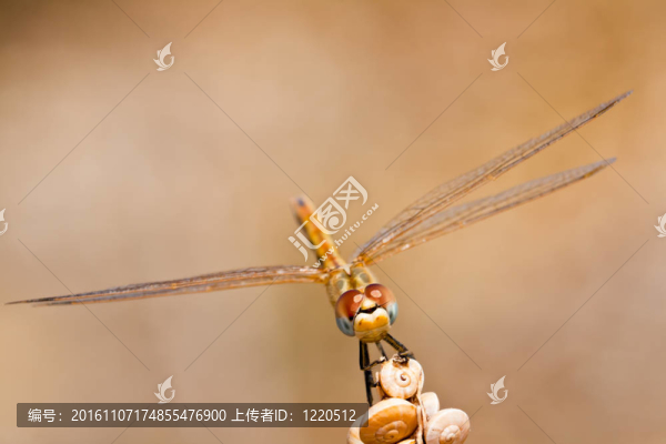 蜻蜓（sympetrum,SP）