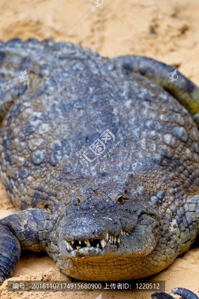 尼羅河鱷魚；Crocodylus,niloticus