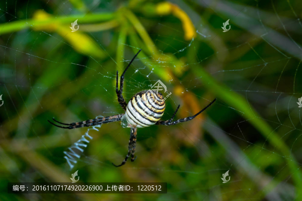 蜘蛛；Argiope,bruennichi