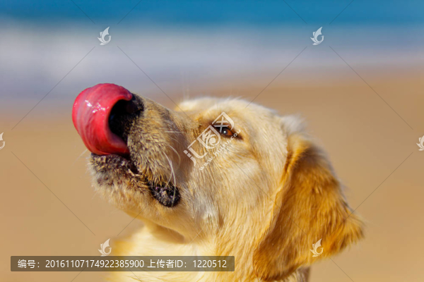 金毛獵犬