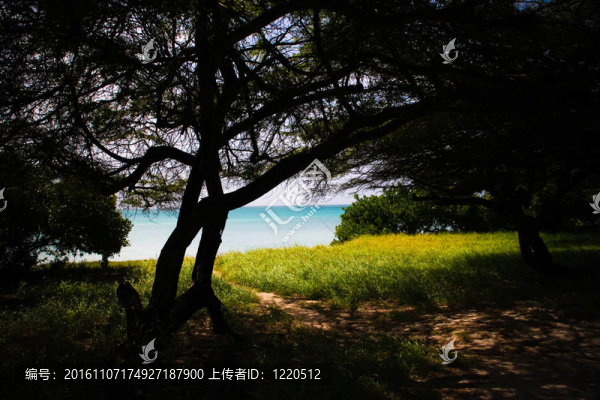 Aruba海灘