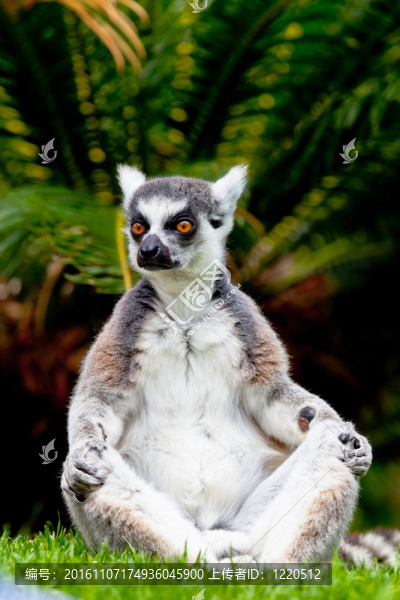 環(huán)尾狐猴；Lemur,catta