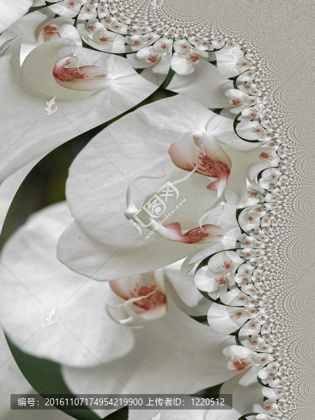 蘭花摘要