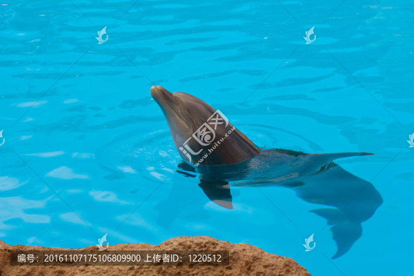 藍(lán)水里的海豚
