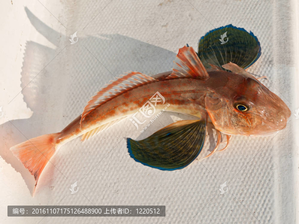 紅色的魚