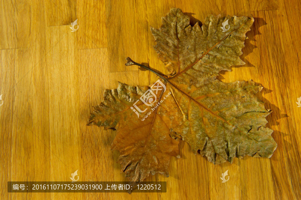 秋天的樹(shù)葉