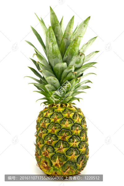 成熟的菠蘿果實