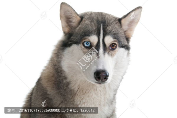 白色背景上的狗。