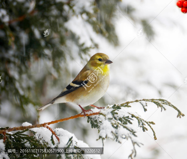 在暴風(fēng)雪中美洲金翅雀。
