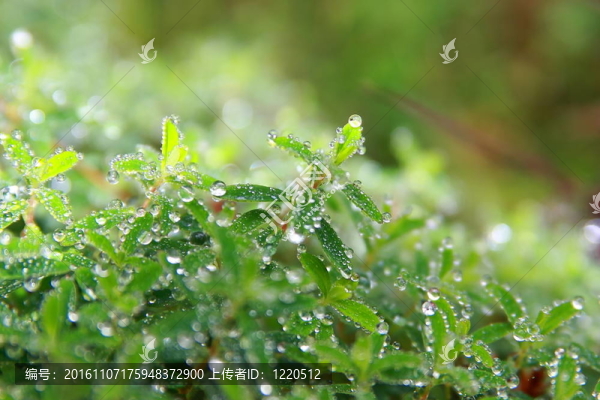 綠色植物和水滴