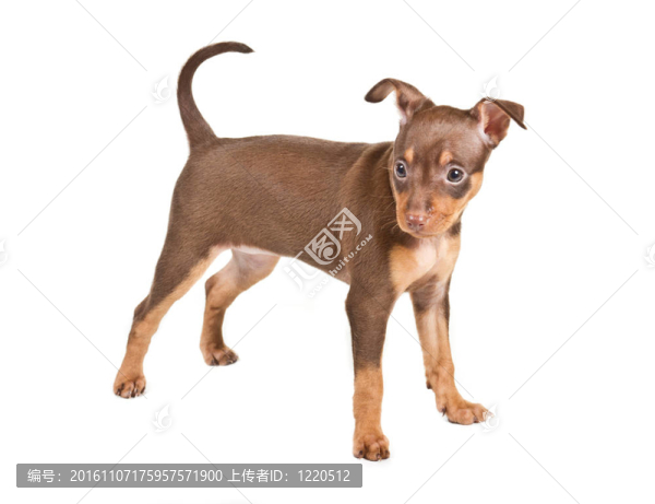 俄羅斯玩具獵犬在白色背景