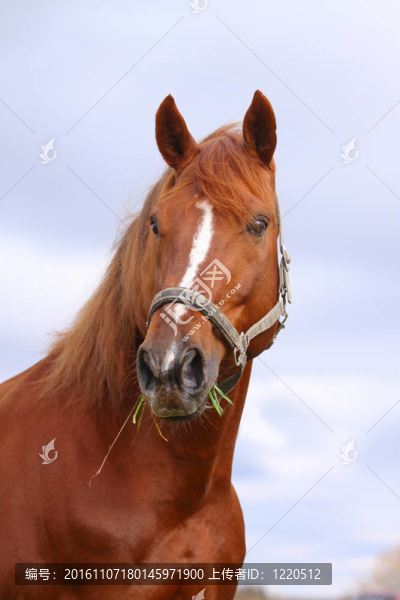 栗色的馬