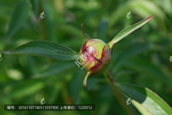 牡丹花才開始開放