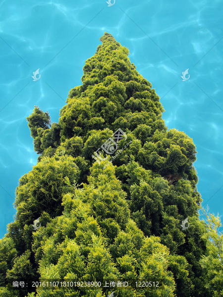 樹長入水的天空