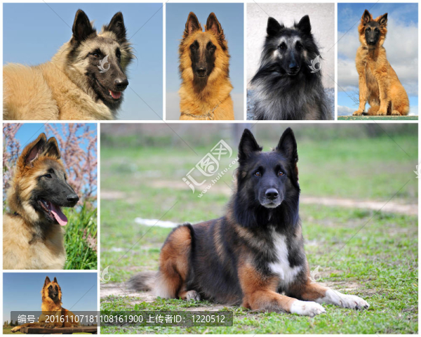 比利時(shí)牧羊犬牧羊犬