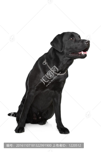 Labrador黑人