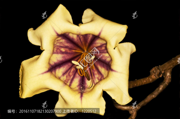 金杯；Solandra,nitida