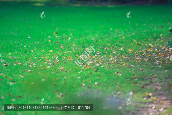 綠油油草地