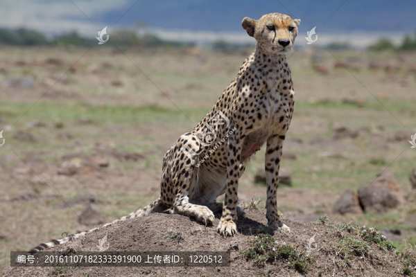 獵豹（獵豹）