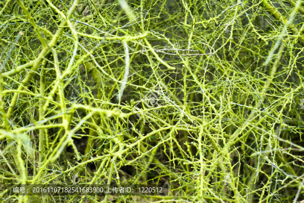 野生植物