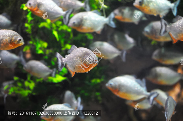 食人魚