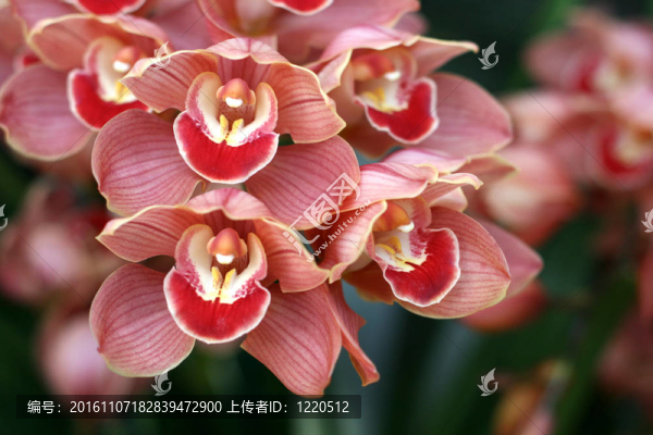 蘭花