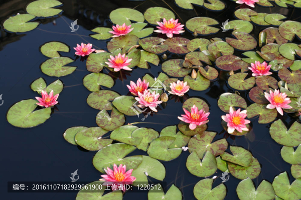 水百合