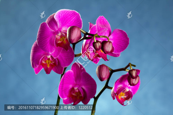 美麗的蘭花