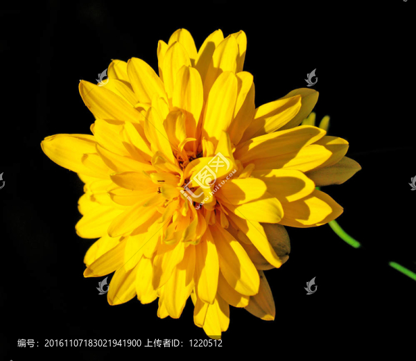 大花